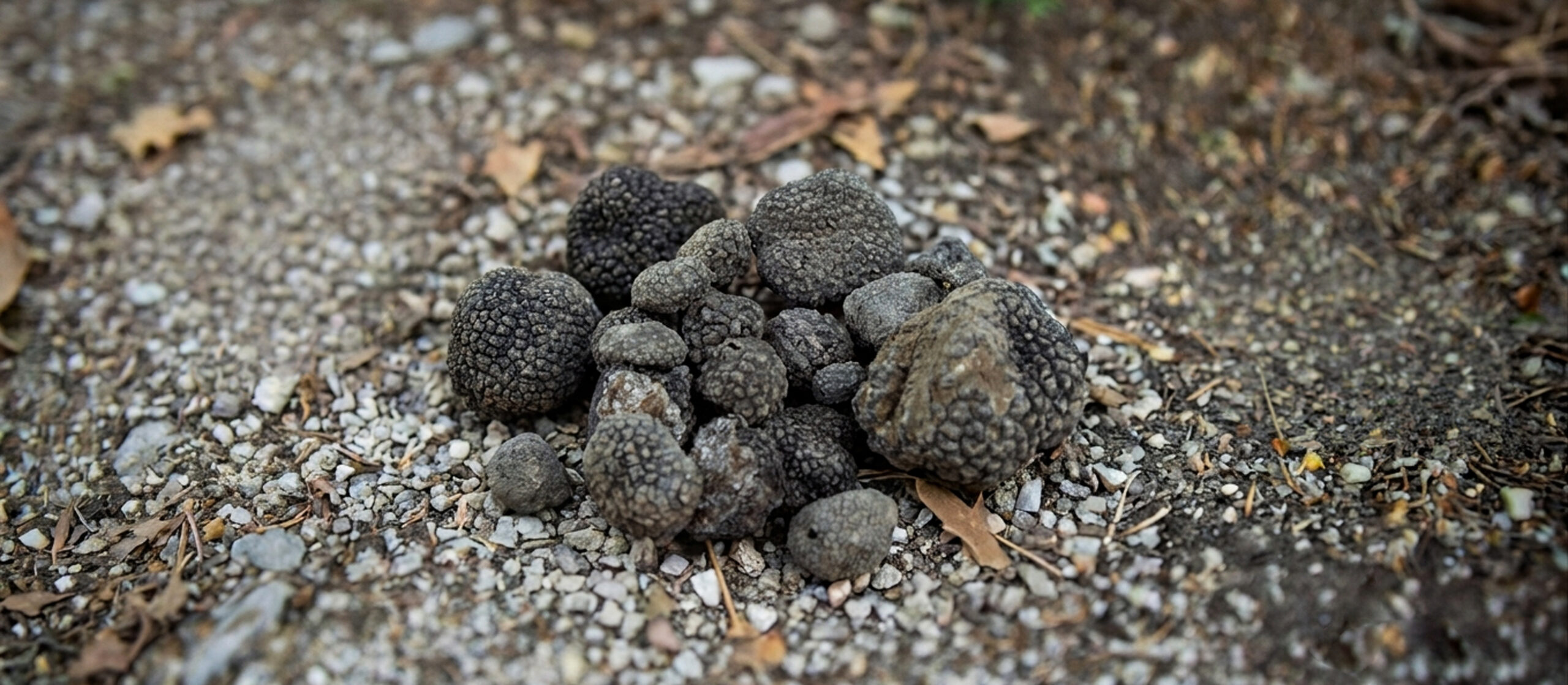 Fresh tuffles on the ground, hand-picked during truffle hunt with Il Tartufo di Massimo in July 2026